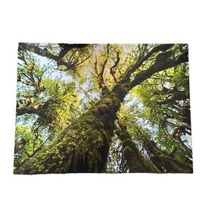 Hoh Rainforest Washington Photography Print 18x24 (3of3)